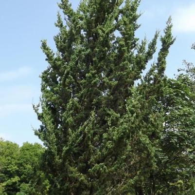 Juniper c. Rosefield Perfect 