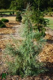Juniper s. Candelabra 