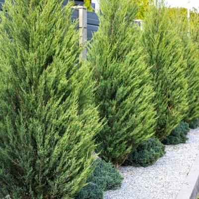 Juniperus chinensis Hetzii Glauca