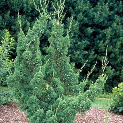 Juniperus chinensis Robusta Green