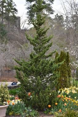 Juniperus chinensis Trautman