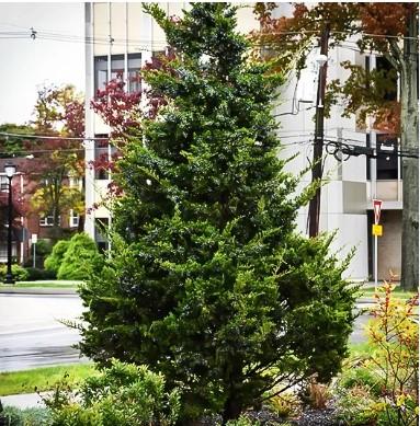Juniperus virginiana Emerald Sentinel®