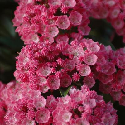 Kalmia latifolia Sarah