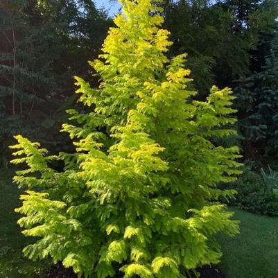 Metasequoia glyptostroboides Soul Fire