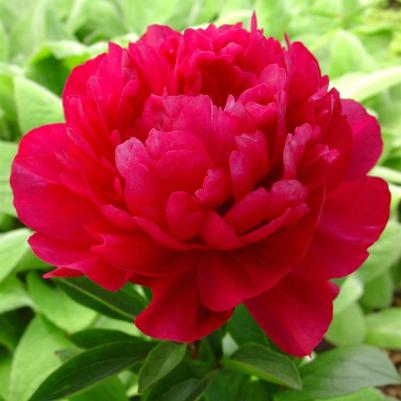 Paeonia lactiflora Sarah Bernhardt