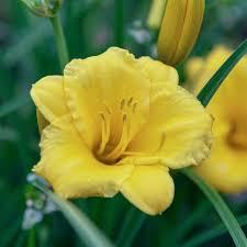 Hemerocallis Fragrant Returns