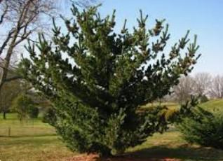 Pinus parv. Blue Wave 
