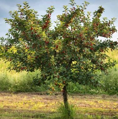 Prunus Black Tartarian Cherry 