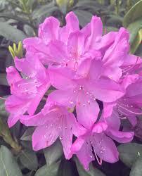 Rhododendron English Roseum