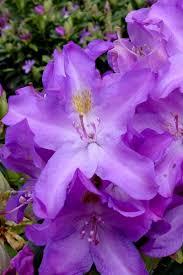 Rhododendron catawbiense Purpureum Grandiflorum