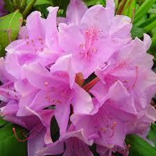 Rhododendron catawbiense Roseum Pink