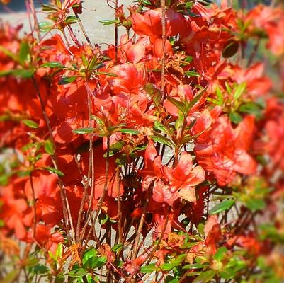 Rhododendron Gable hybrid Stewartstonian