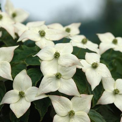 Cornus kousa Ed Mezitt