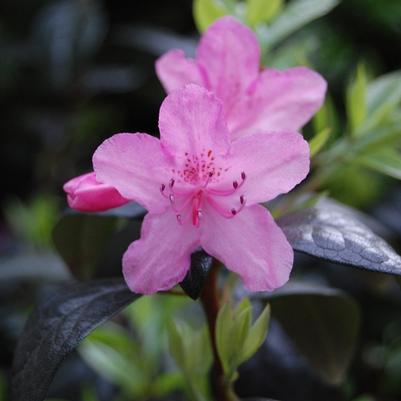 Rhododendron Olga Mezzit