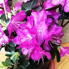 Rhododendron P.J.M. 