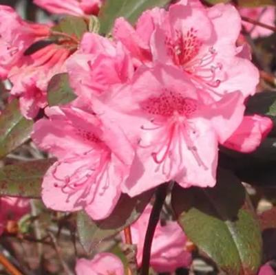 Rhododendron Weston's Aglo