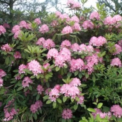 Rhododendron Maximum Pink 