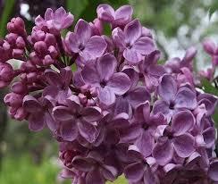 Syringa vulgaris Franks Fancy