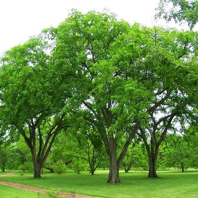 Ulmus americana Prairie Expedition™