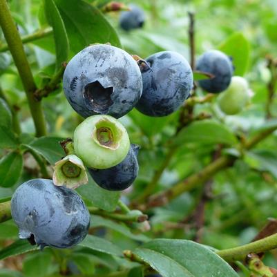 Vaccinium Northcountry
