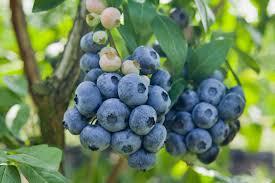 Vaccinium corymbosum Chandler
