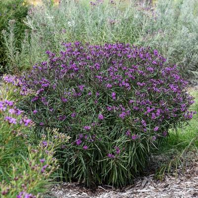 Vernonia Prairie Princess