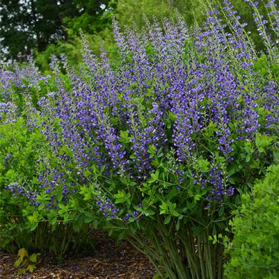 Baptisia Decadence® Blueberry Sundae