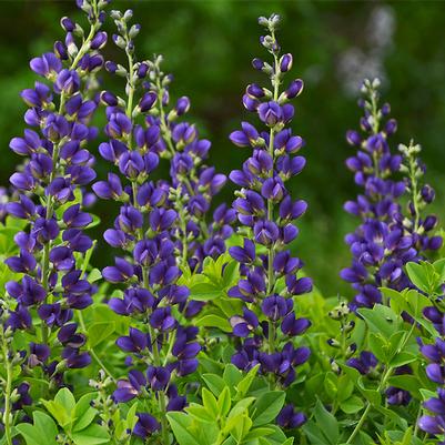 Baptisia Decadence® Sparkling Sapphires