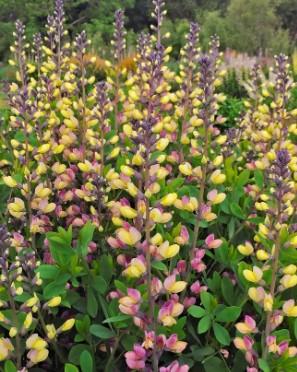 Baptisia Decadence® Deluxe Pink Lemonade