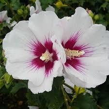 Hibiscus syriacus Helene