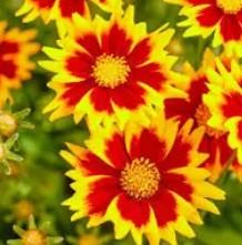 Coreopsis gra. Solar Jewel 