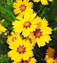 Coreopsis gra. Solar Mellow 