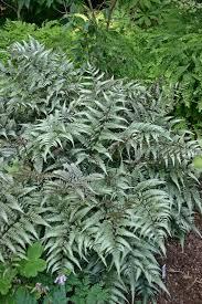Athyrium niponicum Godzilla