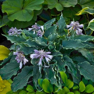 Hosta Shadowland® Waterslide
