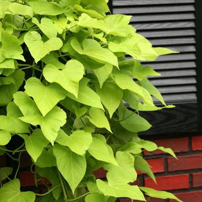 Ipomoea batatas SolarTower™ Lime