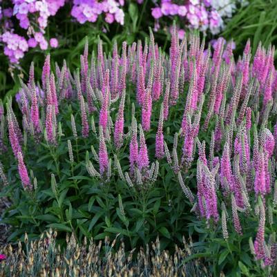 Veronica Magic Show® Pink Potion