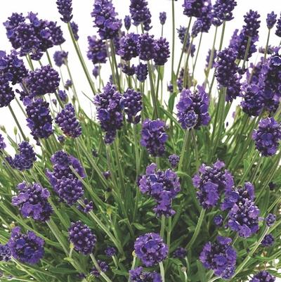 Lavendula x. i. Eternal Elegan 