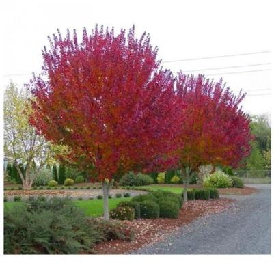 Acer r. Magnificent Magenta 