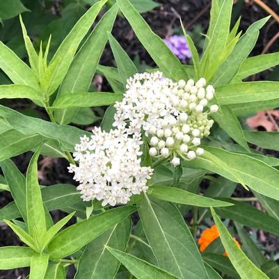 Asclepias incarnata Ice Ballet