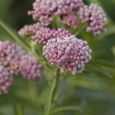 Asclepias incarnata 