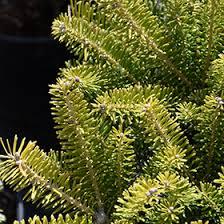 Abies korea. Golden Glow 