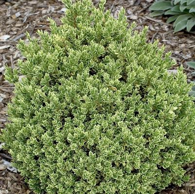 Buxus sempervirens Variegata
