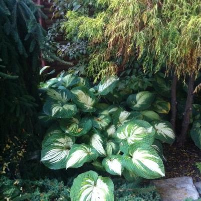 Hosta Great Expectations