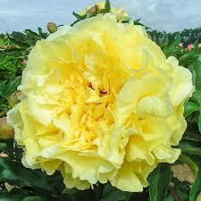 Paeonia x Duchesse De Lorraine 