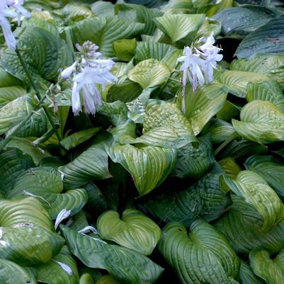 Hosta Guacamole
