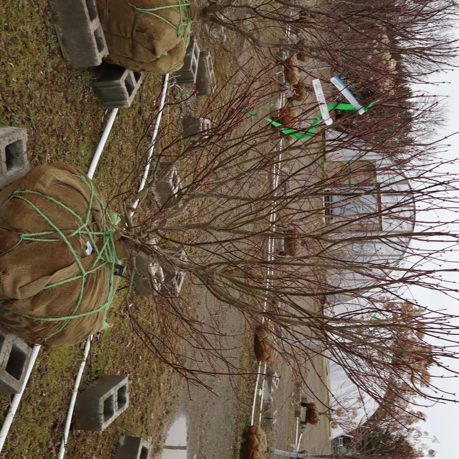 Acer palmatum var. atropurpureum Bloodgood