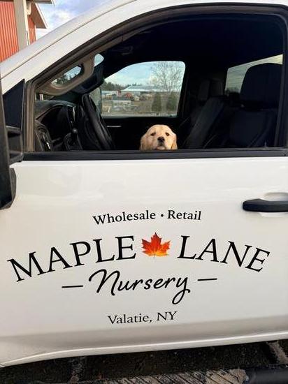 Maple Martino