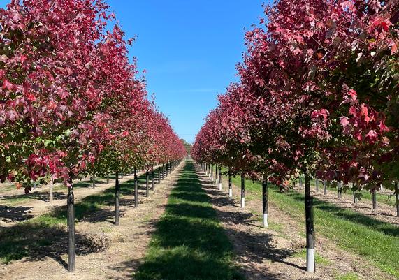 11 - Maple Tree Line