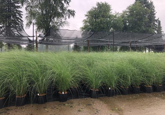 12 - Grass in containers