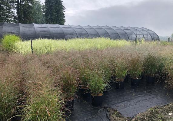 13 - Grass in containers with greenhouse background